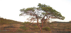 Torronsuon kansallispuisto